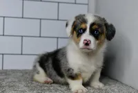 Moses, a male Pembroke Welsh Corgi for sale in Middlebury, IN – Photo 4 of 9