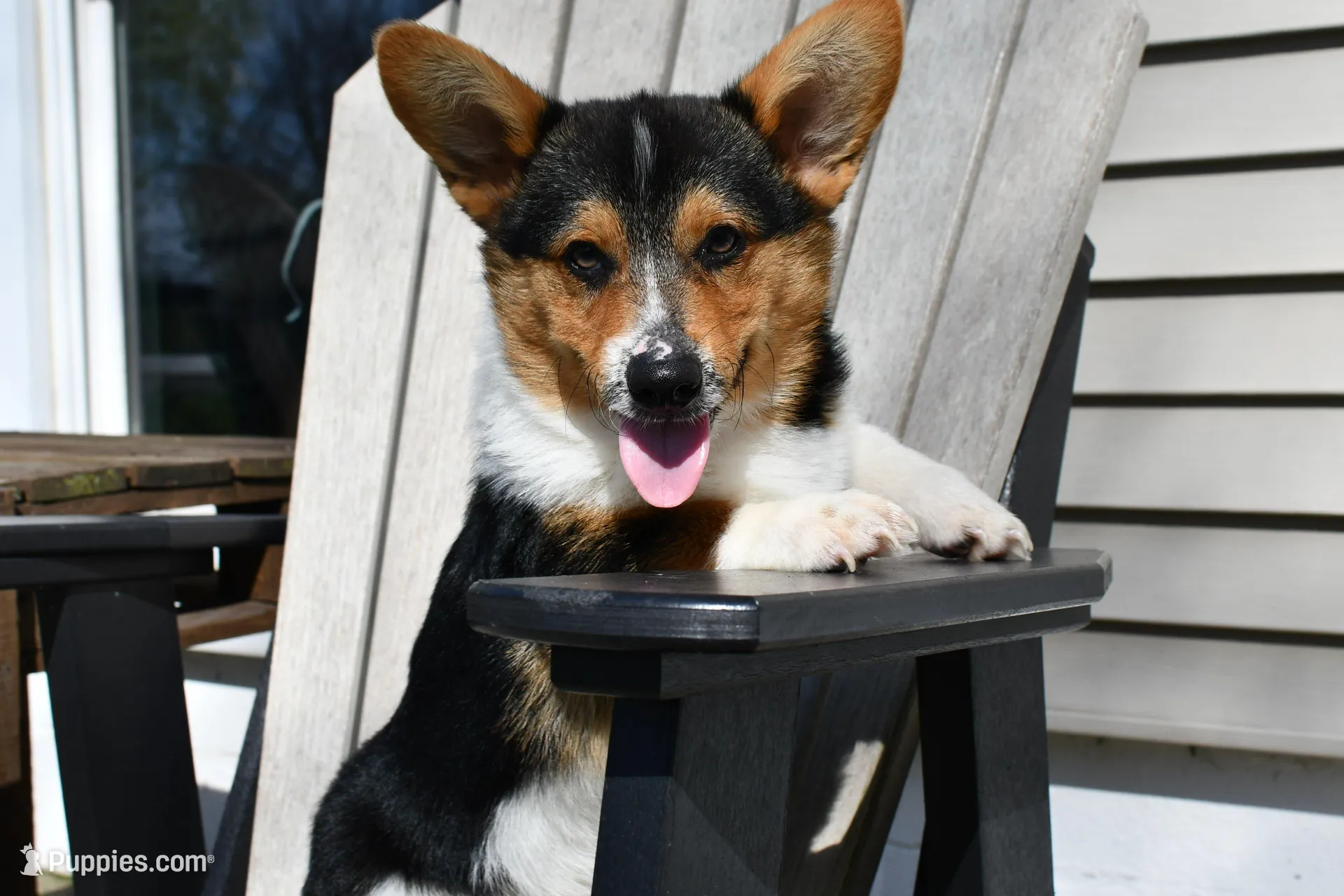 AKC Guss , a male Pembroke Welsh Corgi for sale in Middlebury, IN – 3 of 6