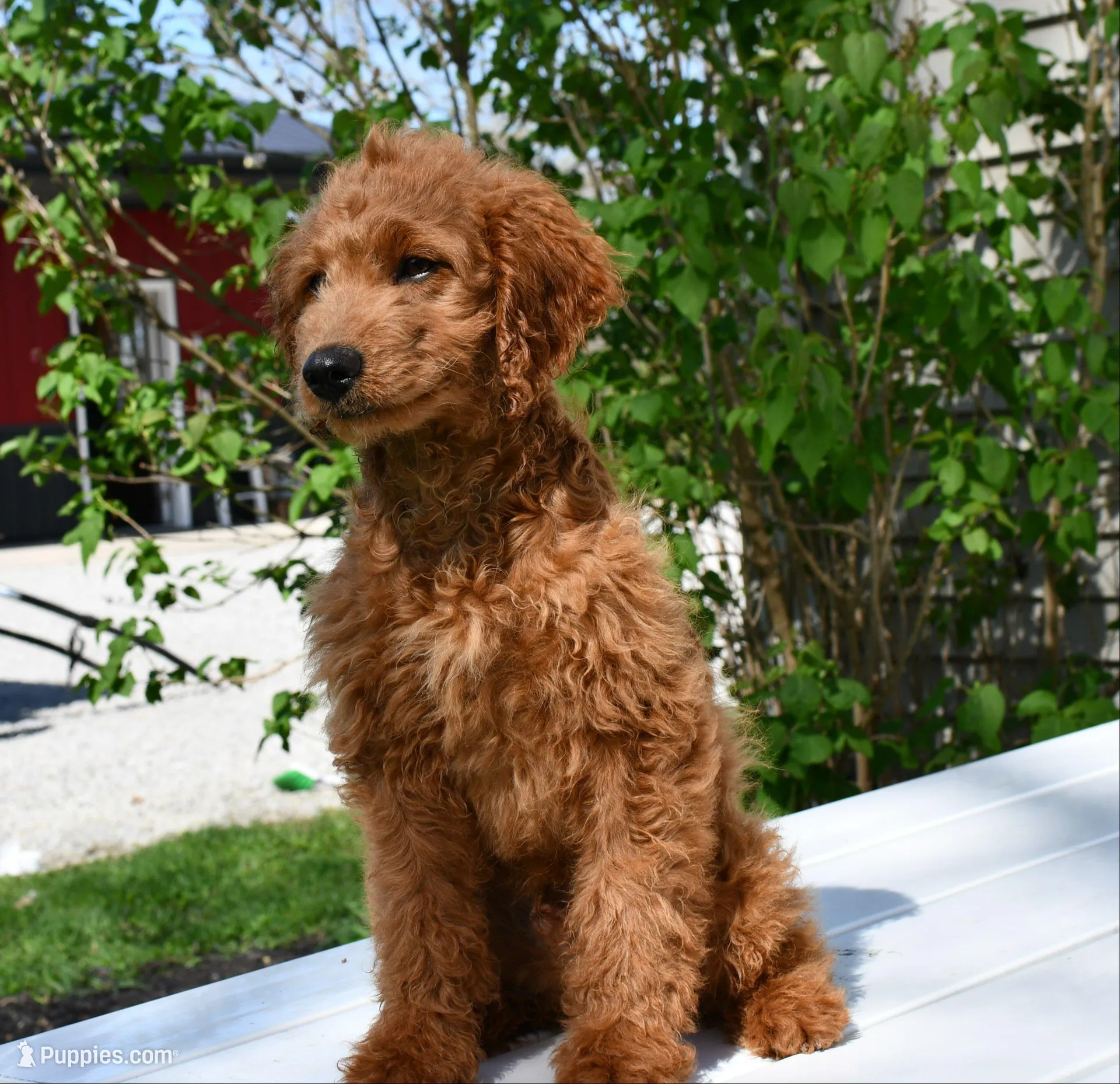 Dusty, a male Miniature Goldendoodle for sale in Middlebury, IN – 4 of 5