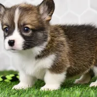 (Champion Bloodline) Queen, a female Pembroke Welsh Corgi for sale in Middlebury, IN – Photo 3 of 5