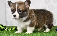 Queen, a female Pembroke Welsh Corgi for sale in Middlebury, IN – Photo 1 of 3