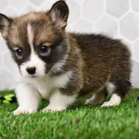 (Champion Bloodline) Queen, a female Pembroke Welsh Corgi for sale in Middlebury, IN – Photo 5 of 5