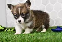 Queen, a female Pembroke Welsh Corgi for sale in Middlebury, IN – Photo 3 of 3