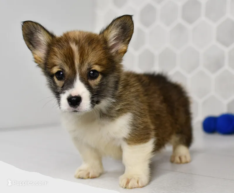 Queen – Pembroke Welsh Corgi puppy for sale in Middlebury, IN