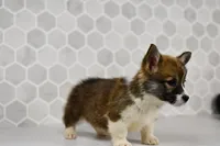 (Champion Bloodline) Queen, a female Pembroke Welsh Corgi for sale in Middlebury, IN – Photo 2 of 5