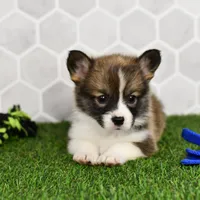 (Champion Bloodline) Queen, a female Pembroke Welsh Corgi for sale in Middlebury, IN – Photo 4 of 5