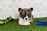 Queen, a female Pembroke Welsh Corgi for sale in Middlebury, IN – Photo 2 of 3