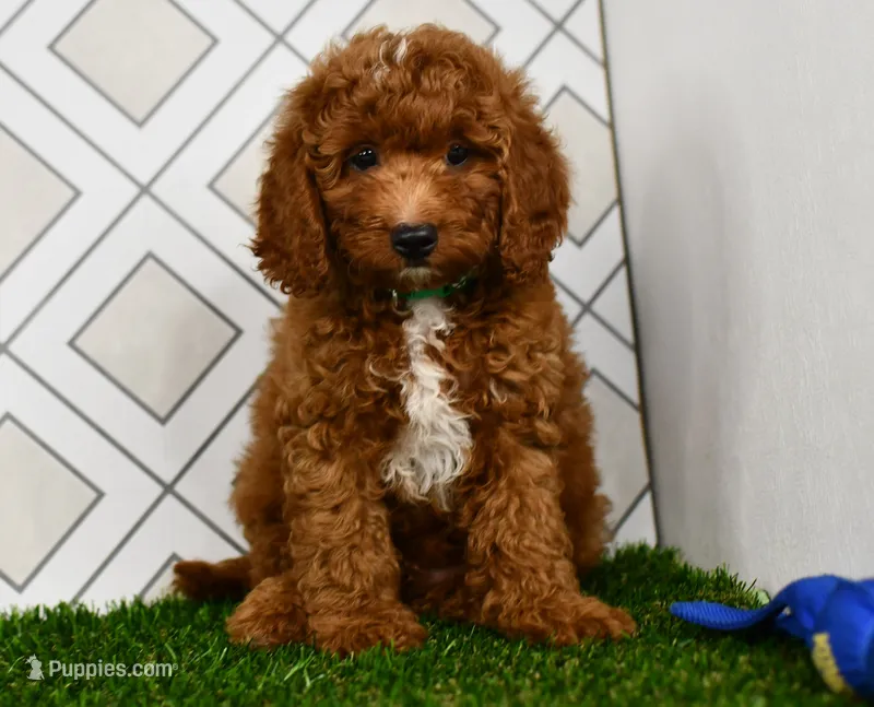 Rolo  – Cavapoo puppy for sale in Middlebury, IN