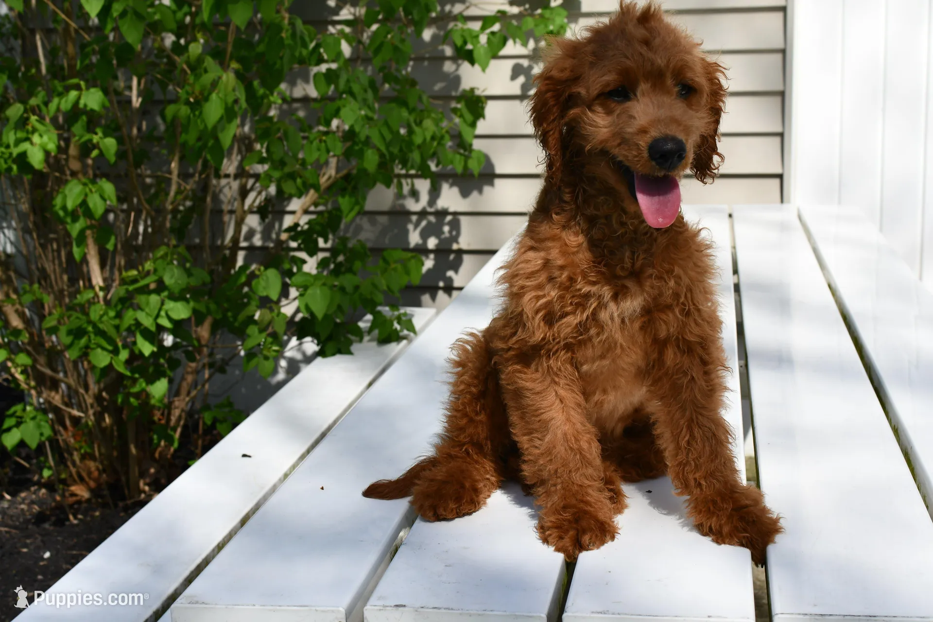 Dusty, a male Miniature Goldendoodle for sale in Middlebury, IN – 3 of 5
