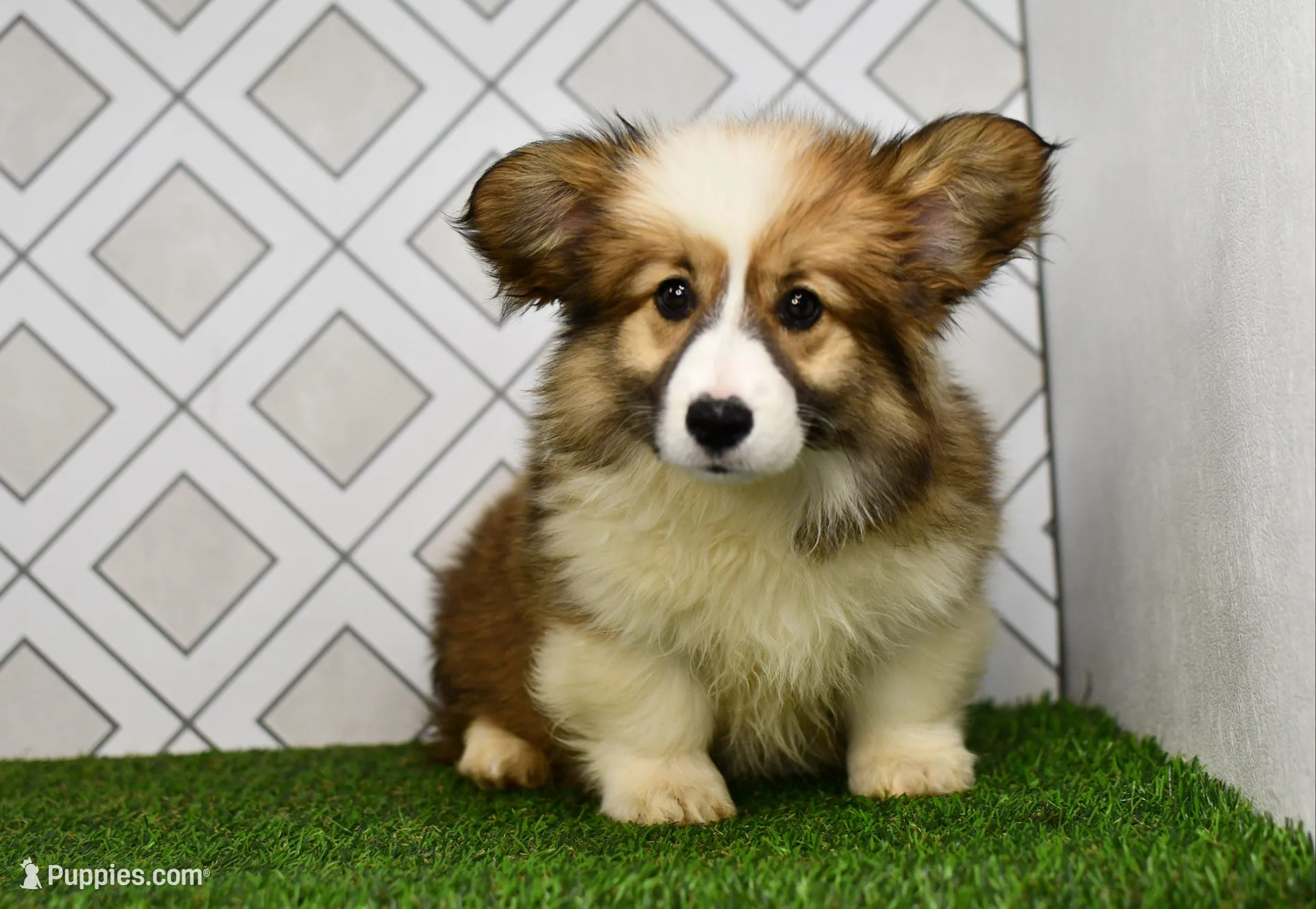 (Champion Bloodline) Luna, a female Pembroke Welsh Corgi for sale in Middlebury, IN – Photo 2 of 7