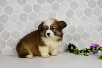 (Champion Bloodline) Luna, a female Pembroke Welsh Corgi for sale in Middlebury, IN – Photo 2 of 8