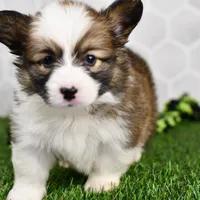 (Champion Bloodline) Luna, a female Pembroke Welsh Corgi for sale in Middlebury, IN – Photo 5 of 5