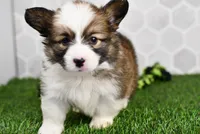 Luna, a female Pembroke Welsh Corgi for sale in Middlebury, IN – Photo 1 of 5