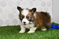 Luna, a female Pembroke Welsh Corgi for sale in Middlebury, IN – Photo 2 of 5