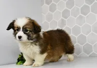 (Champion Bloodline) Luna, a female Pembroke Welsh Corgi for sale in Middlebury, IN – Photo 2 of 5