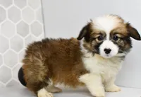 (Champion Bloodline) Luna, a female Pembroke Welsh Corgi for sale in Middlebury, IN – Photo 3 of 5