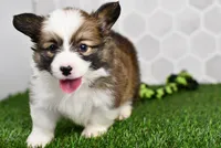 Luna, a female Pembroke Welsh Corgi for sale in Middlebury, IN – Photo 3 of 5