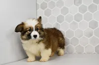 (Champion Bloodline) Luna, a female Pembroke Welsh Corgi for sale in Middlebury, IN – Photo 5 of 8