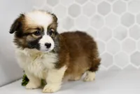 (Champion Bloodline) Luna, a female Pembroke Welsh Corgi for sale in Middlebury, IN – Photo 1 of 5