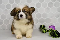 (Champion Bloodline) Luna, a female Pembroke Welsh Corgi for sale in Middlebury, IN – Photo 4 of 8