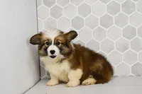 (Champion Bloodline) Luna, a female Pembroke Welsh Corgi for sale in Middlebury, IN – Photo 3 of 8