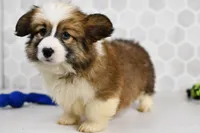 (Champion Bloodline) Luna, a female Pembroke Welsh Corgi for sale in Middlebury, IN – Photo 1 of 8