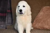 Jaylon, a male English Cream Golden Retriever for sale in Middlebury, IN – Photo 1 of 4