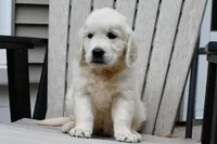 Jaylon, a male English Cream Golden Retriever for sale in Middlebury, IN – Photo 4 of 4