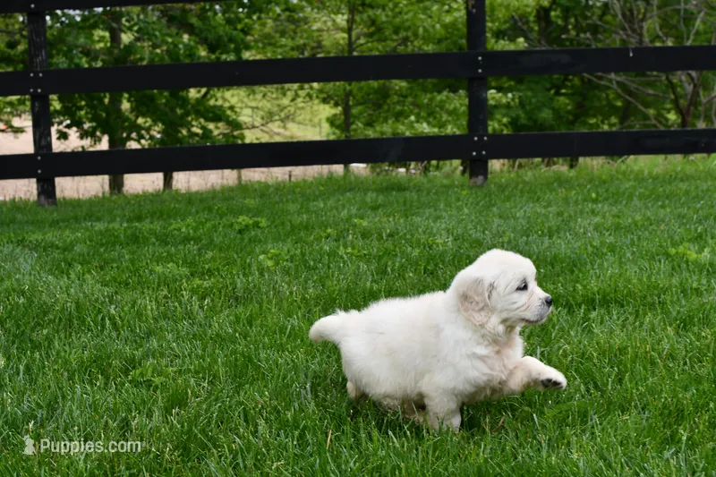 Serena, a female English Cream Golden Retriever for sale in Middlebury, IN – Photo 1 of 2