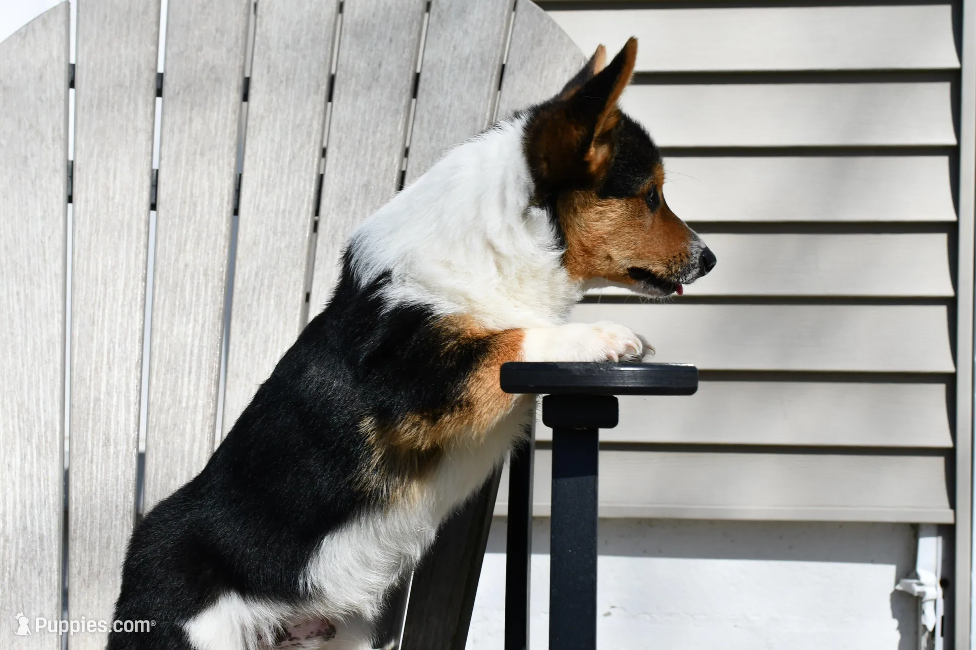 AKC Guss , a male Pembroke Welsh Corgi for sale in Middlebury, IN – 2 of 6