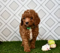 Rolo , a male Cavapoo for sale in Middlebury, IN – 4 of 8