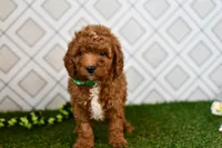 Rolo , a male Cavapoo for sale in Middlebury, IN – 6 of 8