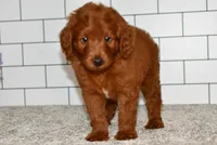 Sawer  (Message For Video), a male Miniature Goldendoodle for sale in Middlebury, IN – Photo 4 of 5