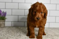 Sawer  (Message For Video), a male Miniature Goldendoodle for sale in Middlebury, IN – Photo 3 of 5