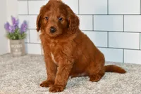 Sawer  (Message For Video), a male Miniature Goldendoodle for sale in Middlebury, IN – Photo 5 of 5