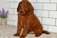 Sawer  (Message For Video), a male Miniature Goldendoodle for sale in Middlebury, IN – Photo 2 of 5