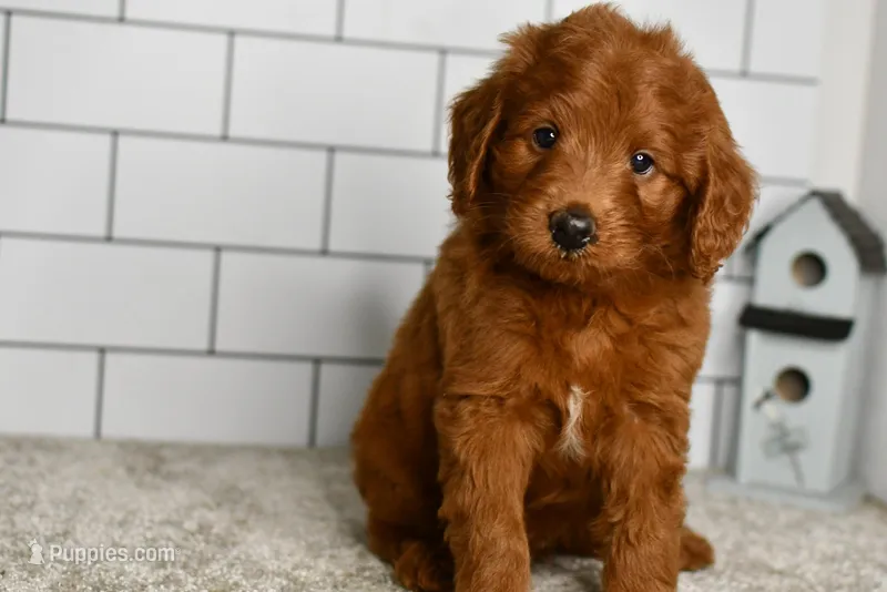 Sawer  (Message For Video)