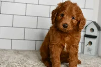 Sawer  (Message For Video), a male Miniature Goldendoodle for sale in Middlebury, IN – Photo 1 of 5
