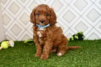 Wade, a male Cavapoo for sale in Middlebury, IN – 3 of 4