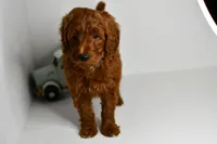 Dion, a male Goldendoodle and Poodle - Toy  for sale in Middlebury, IN – Photo 2 of 8