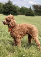 Dion, a male Goldendoodle and Poodle - Toy  for sale in Middlebury, IN – Photo 7 of 8