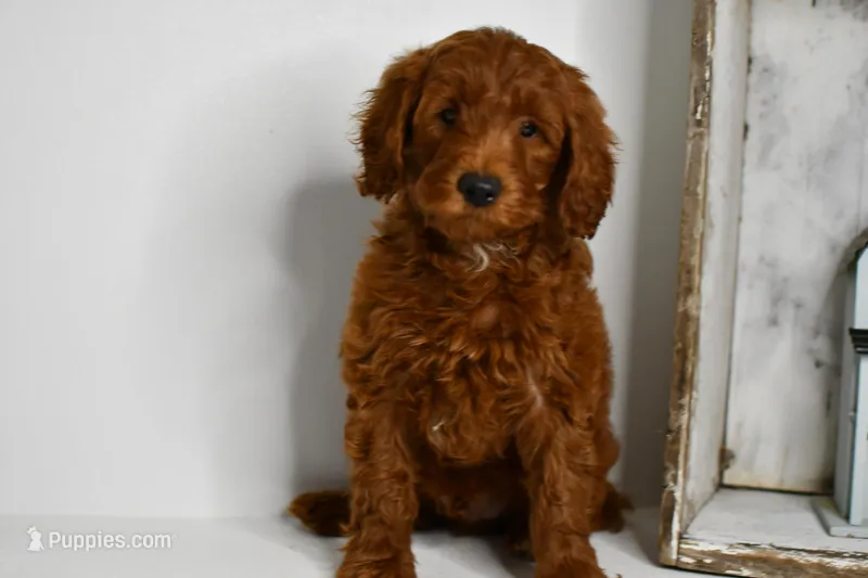 Dion, a male Goldendoodle and Poodle - Toy  for sale in Middlebury, IN – Photo 1 of 8