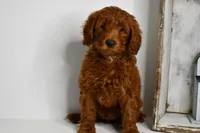 Dion, a male Goldendoodle and Poodle - Toy  for sale in Middlebury, IN – Photo 1 of 8