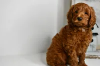 Dion, a male Goldendoodle and Poodle - Toy  for sale in Middlebury, IN – Photo 3 of 8