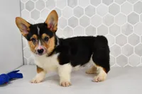 AKC Guss , a male Pembroke Welsh Corgi for sale in Middlebury, IN – Photo 3 of 7