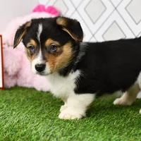 AKC Guss , a male Pembroke Welsh Corgi for sale in Middlebury, IN – Photo 4 of 7