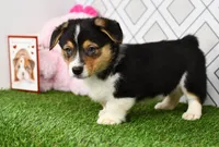 Guss , a male Pembroke Welsh Corgi for sale in Middlebury, IN – Photo 1 of 6