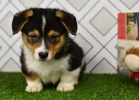 Guss , a male Pembroke Welsh Corgi for sale in Middlebury, IN – Photo 3 of 6