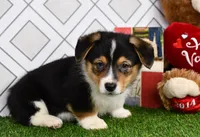 Guss , a male Pembroke Welsh Corgi for sale in Middlebury, IN – Photo 4 of 6