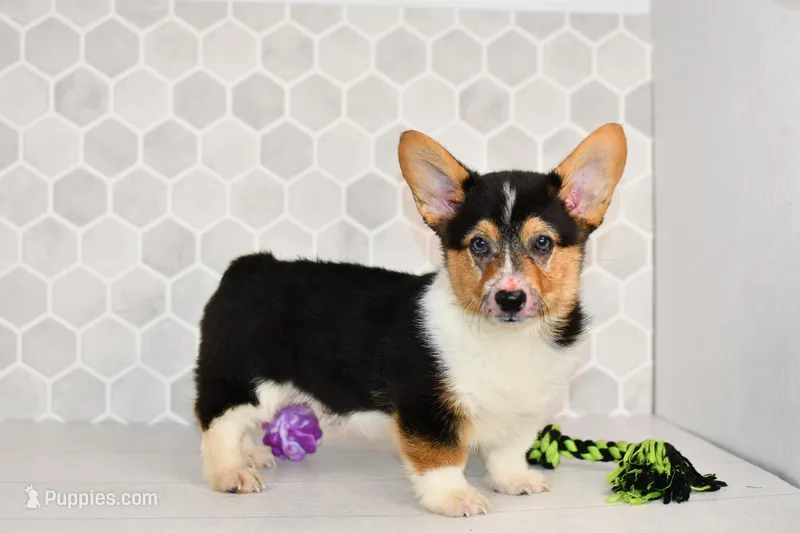 AKC Guss  – Pembroke Welsh Corgi puppy for sale in Middlebury, IN